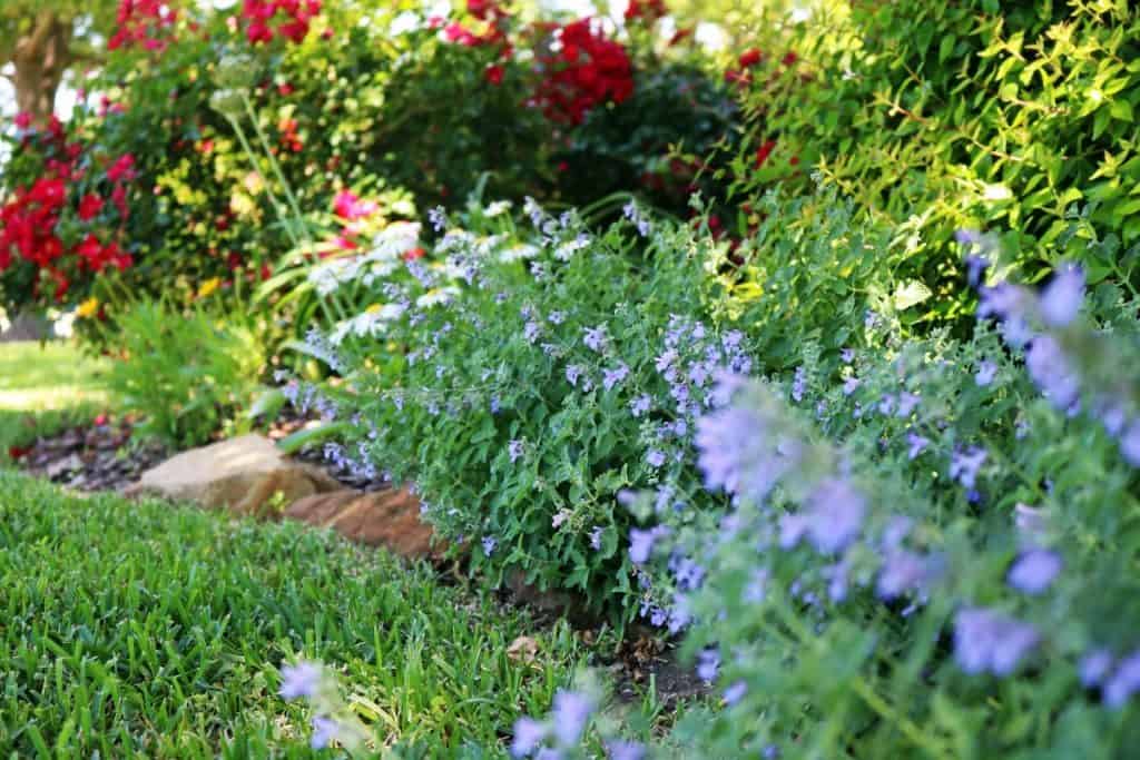 ellis-landscape-landscape-design1